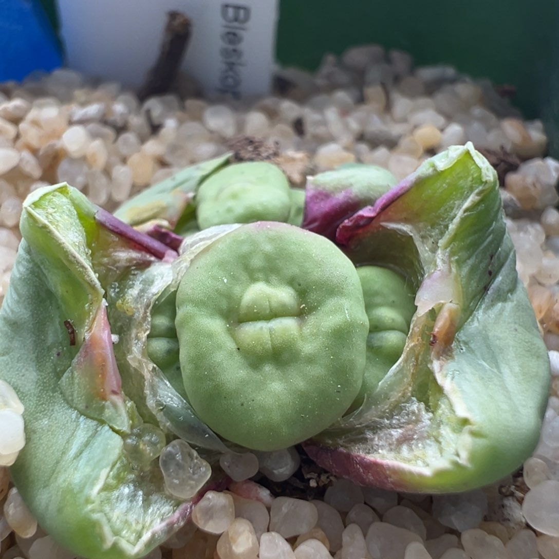 544。优选ts427红嘴。嘟嘟嘴