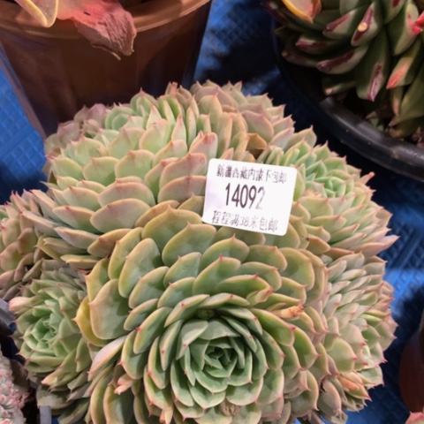 暖*昂斯诺14092duorou