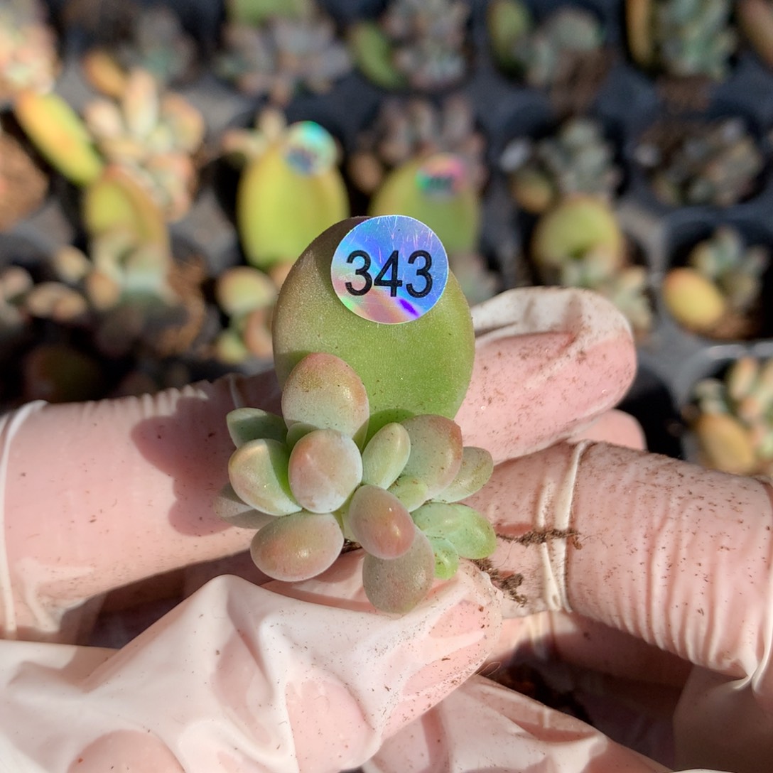 芒果板子缀化多肉343