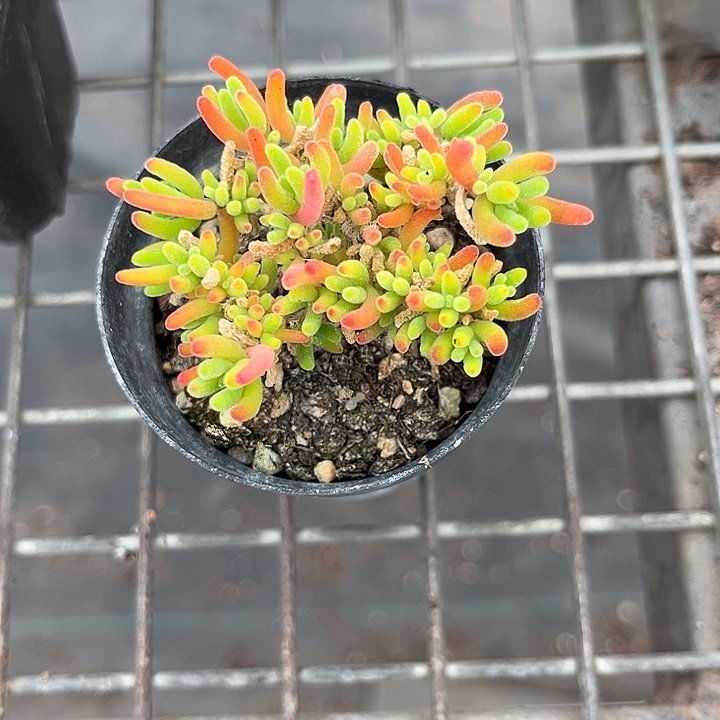 我也不知道我为什么要