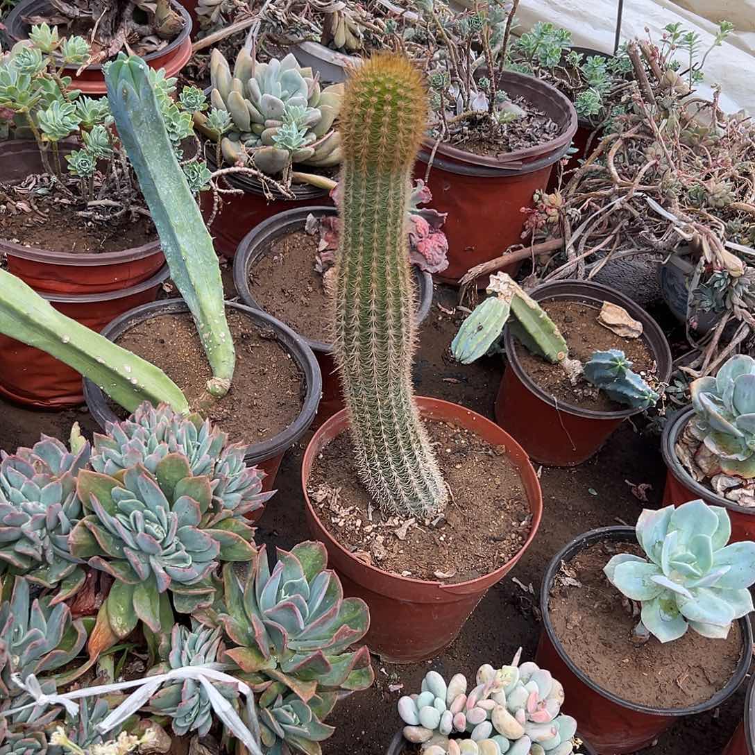 多肉植物开花毛花柱