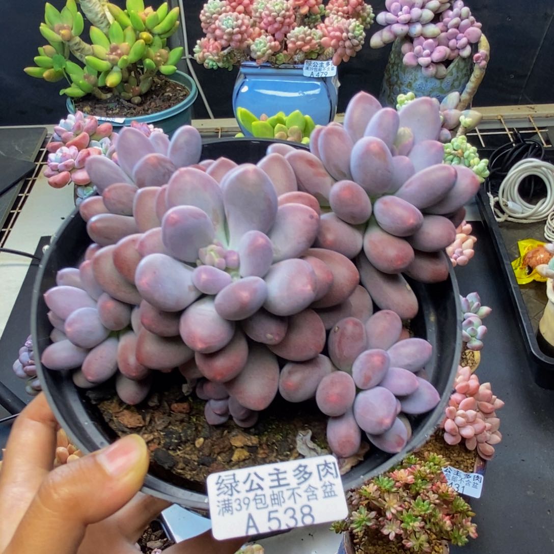 538蛋黄奶多肉15c m