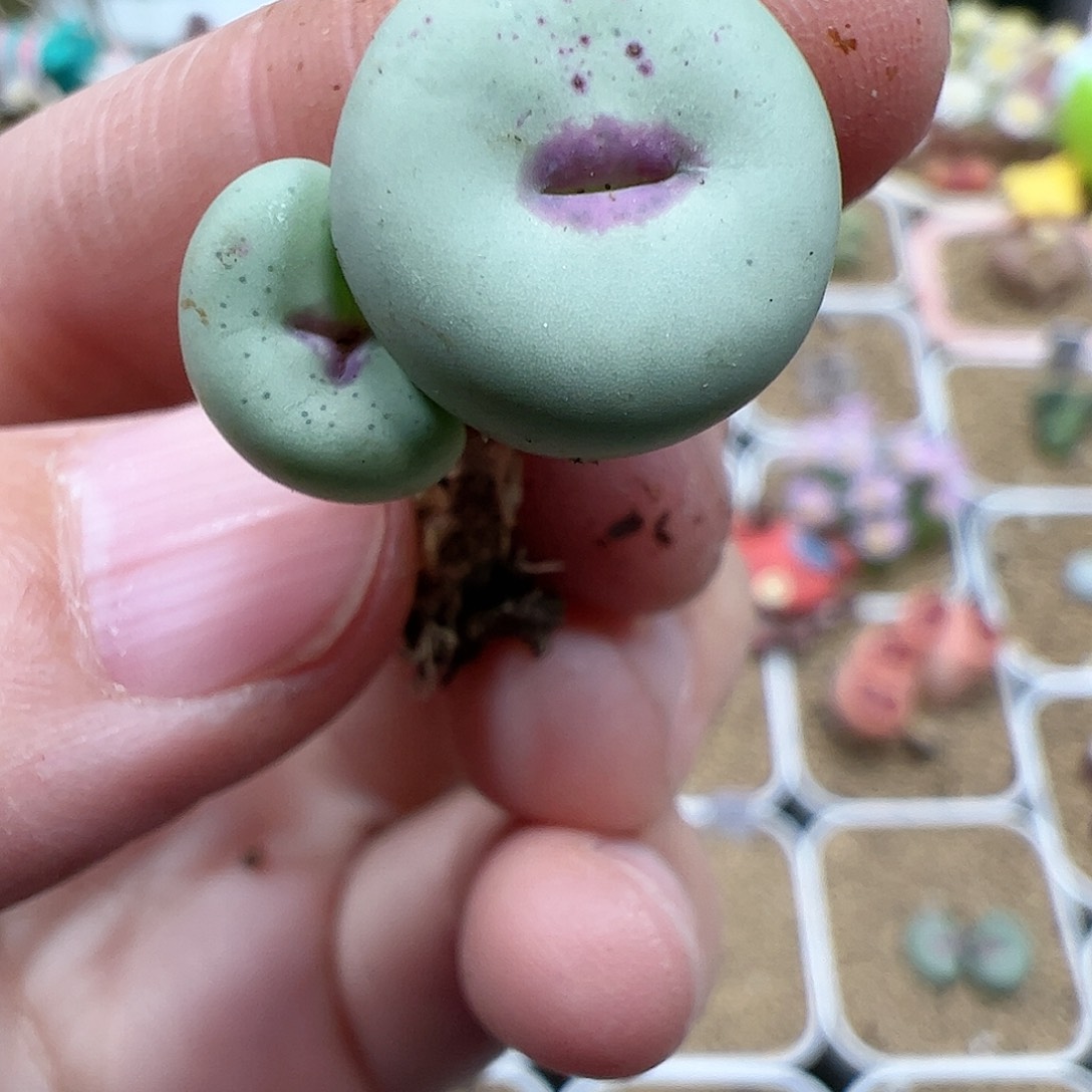 【闪购商品】379 秒