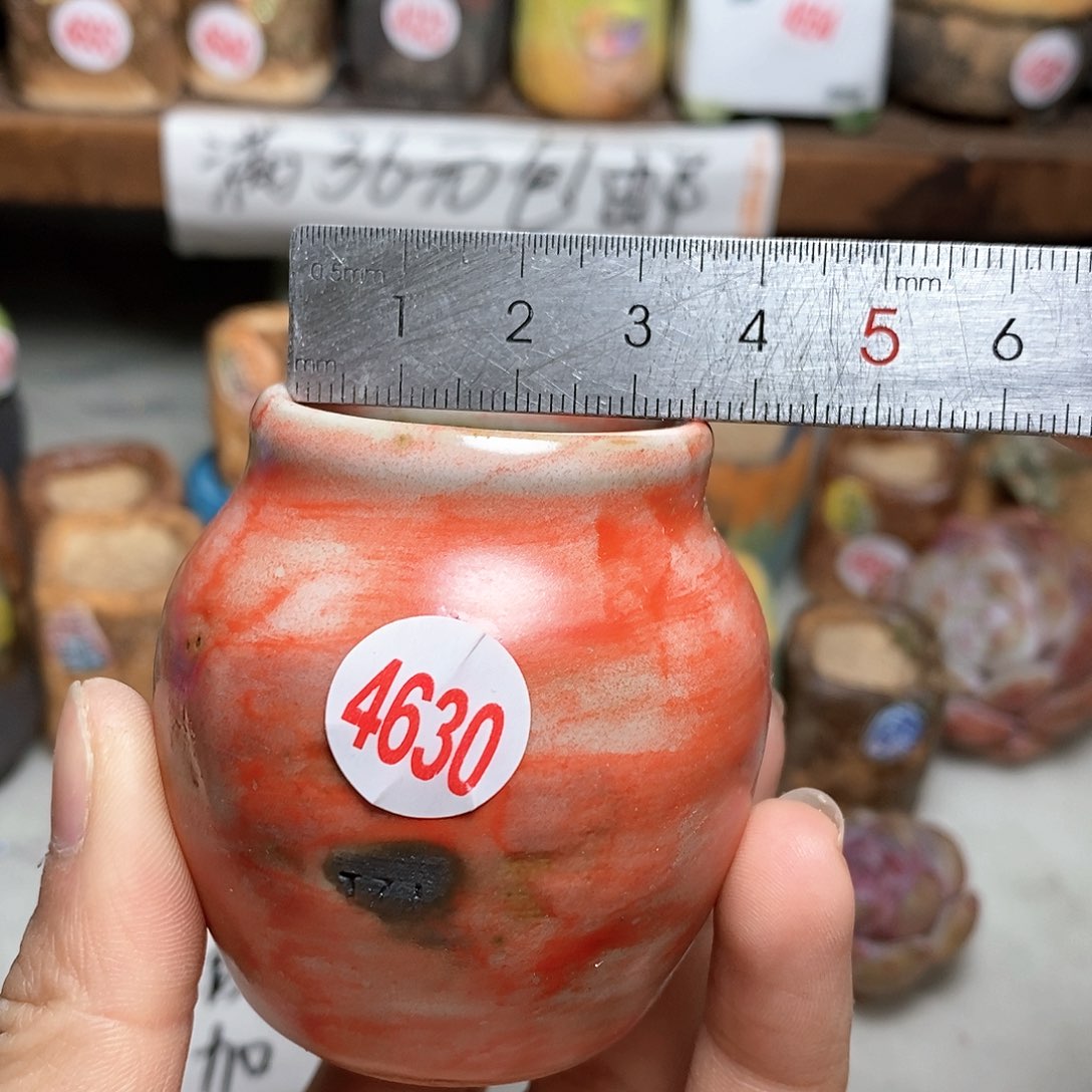 红陶拍5送一个小