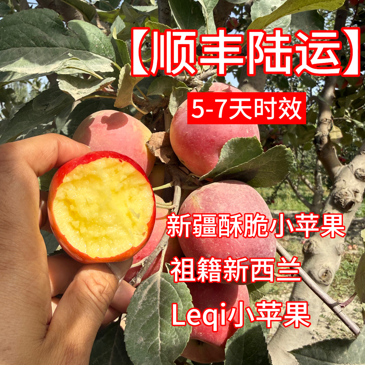 【顺丰陆运】5-7天时效 新疆酥脆小苹果火箭苹果LQ小苹果酥脆香甜