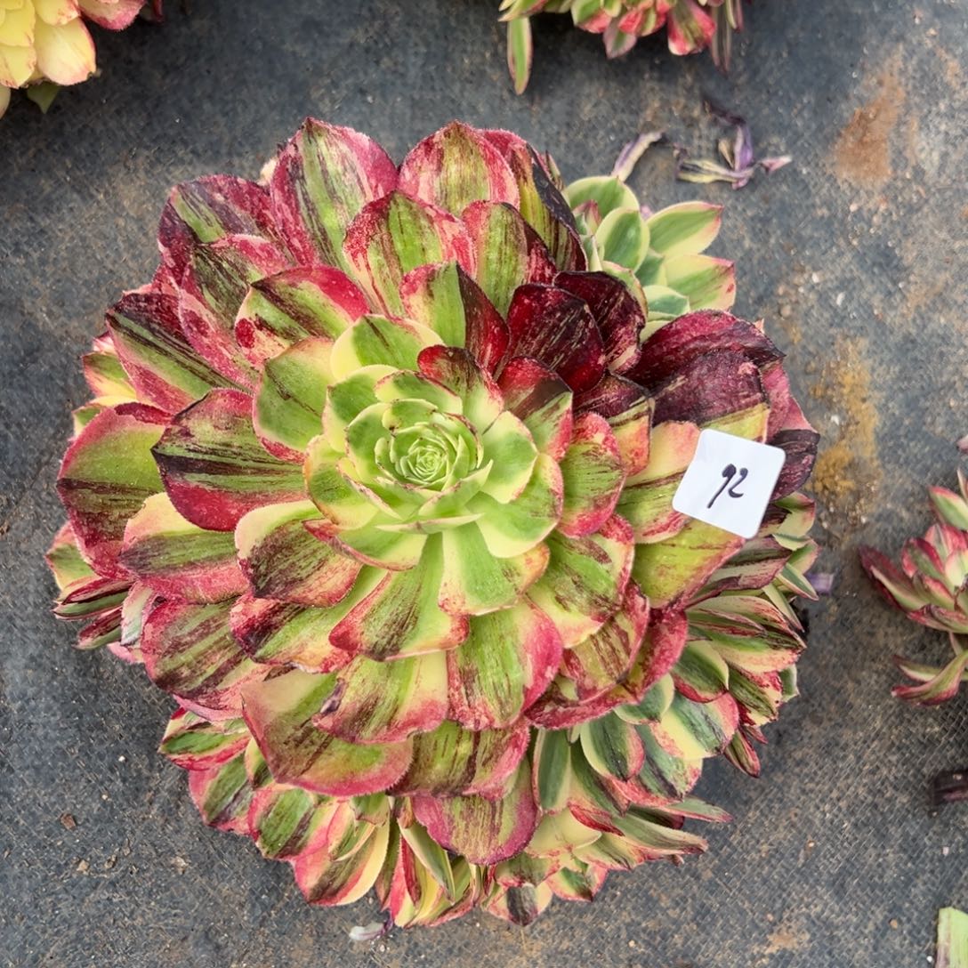 92伯爵多肉嘻嘻嘻无根