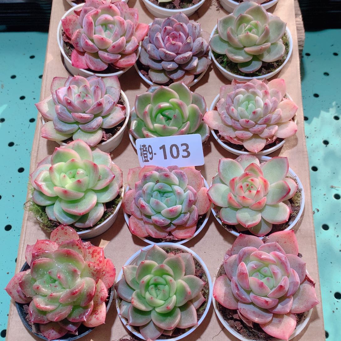 9-103一物一拍多肉带盆18颗