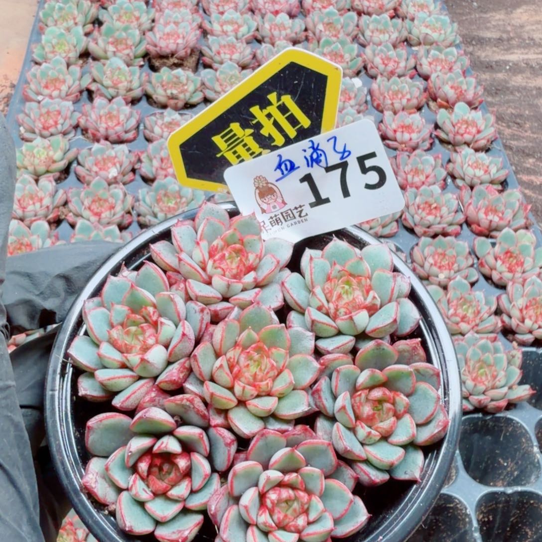 多肉植物多肉植物