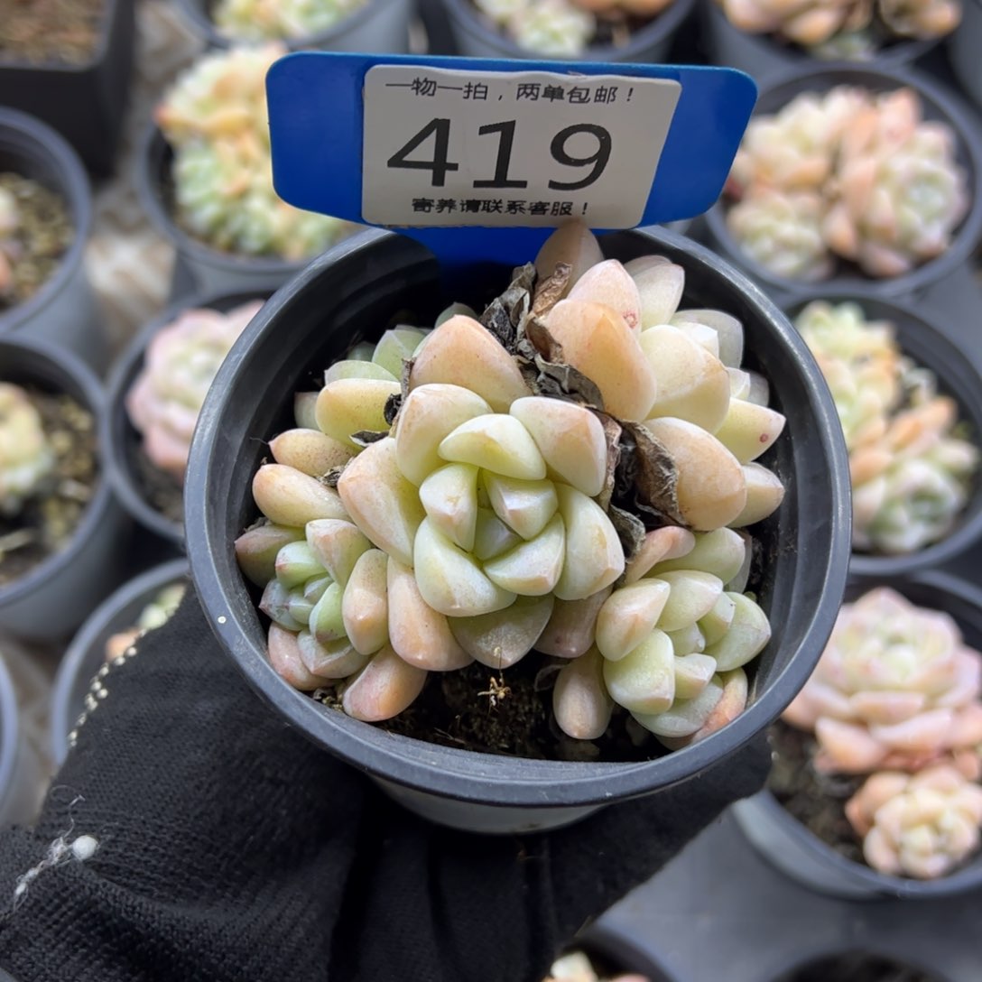 红陶曲*419号多肉植物