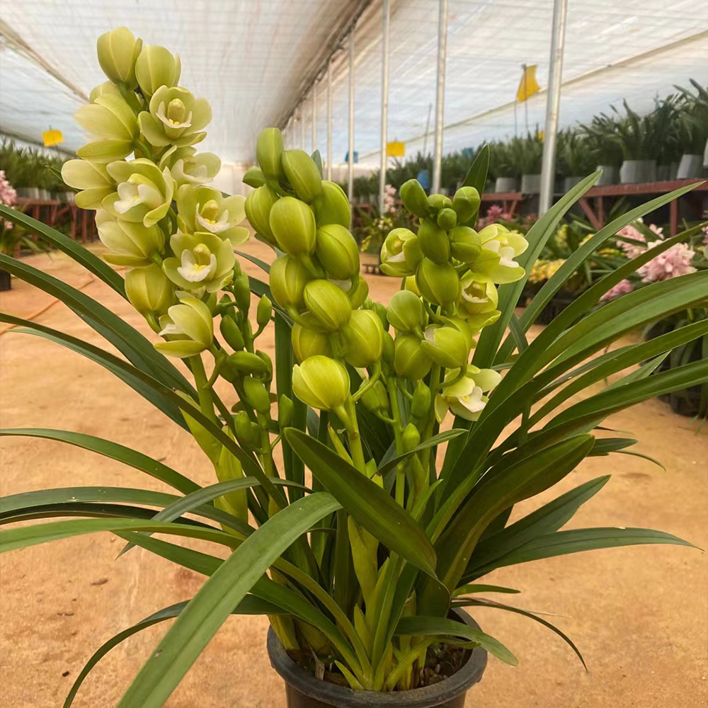 梦幻香兰蕙兰精品粉绿色花卉多支带花苞带花剑香型云南基地直发