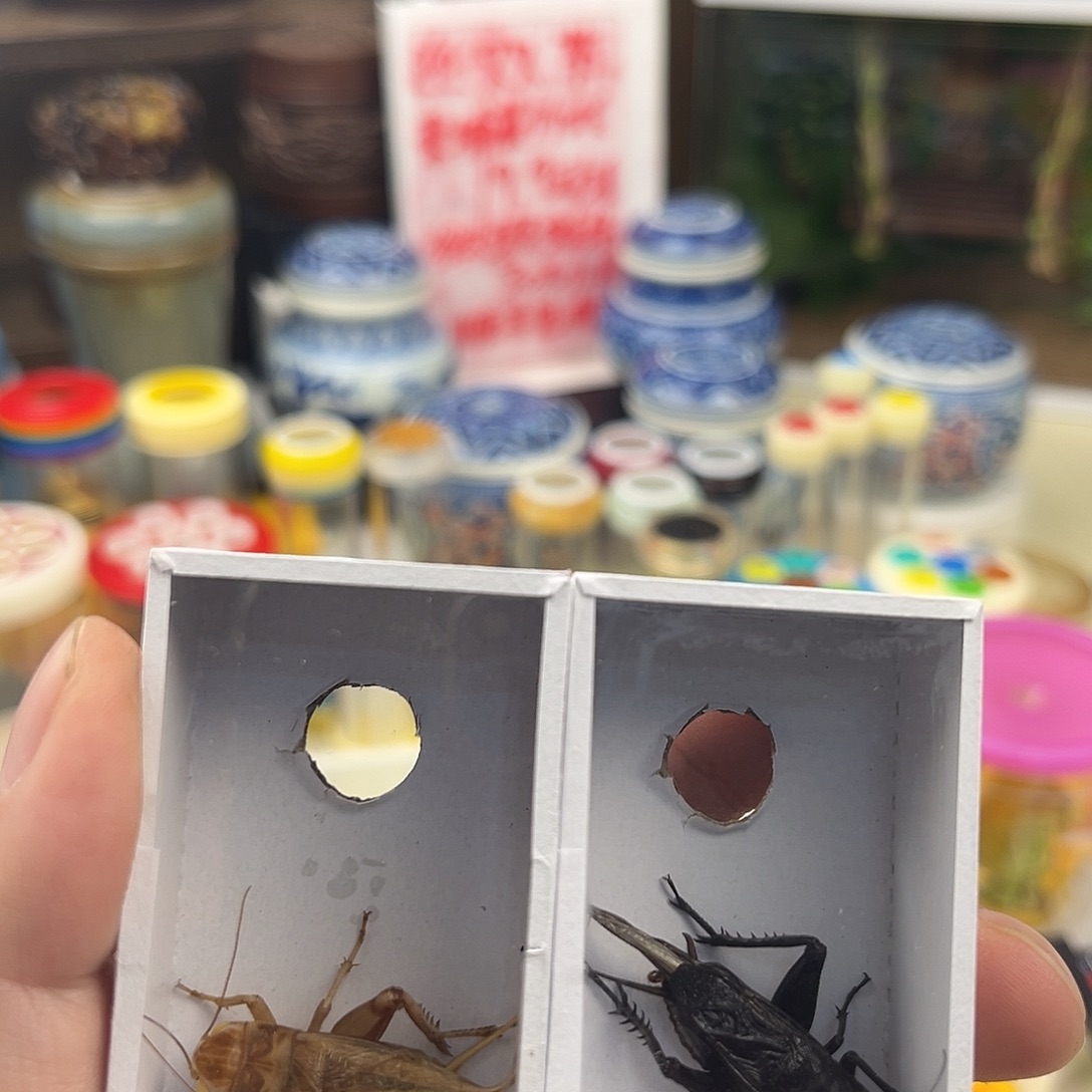 顺***然六条油葫芦两柬竹