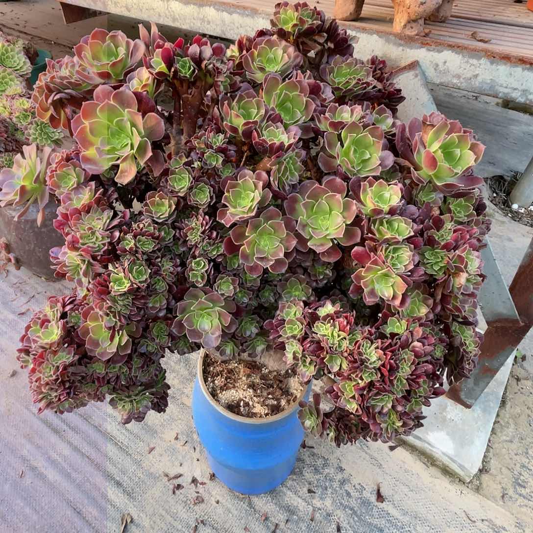 【闪购商品】无花朵梅花朵朵