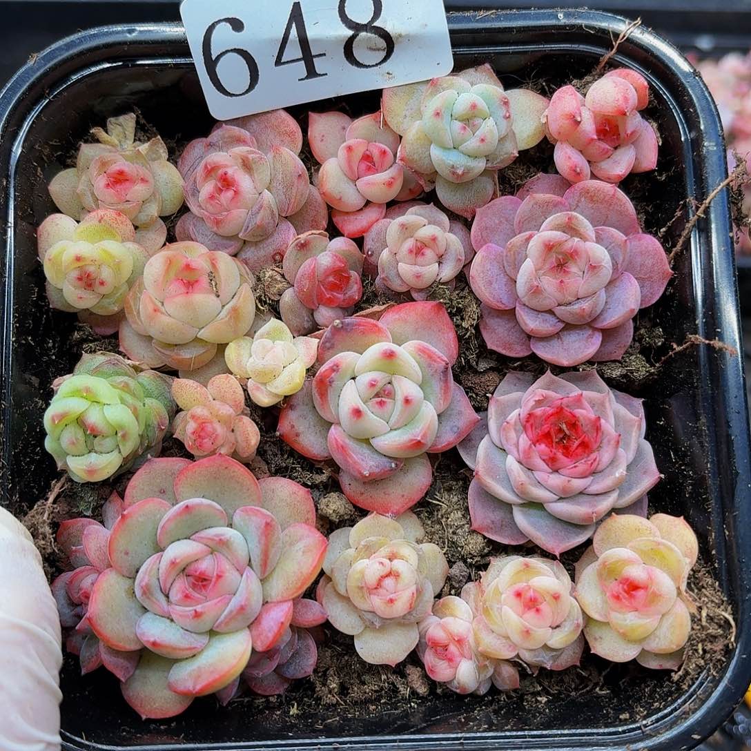 多肉植物多肉植物648