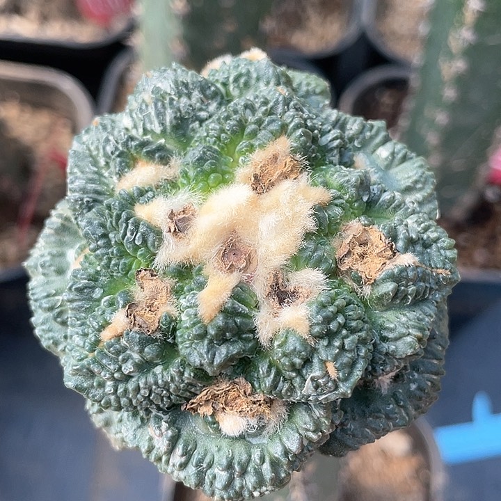 仙人球袖浦接哥斯拉龟甲115