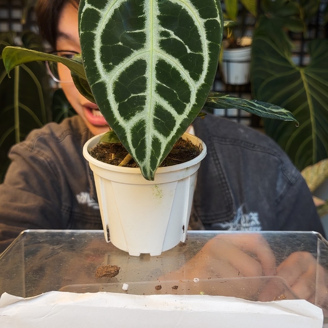 完全开放O182撕裂纹