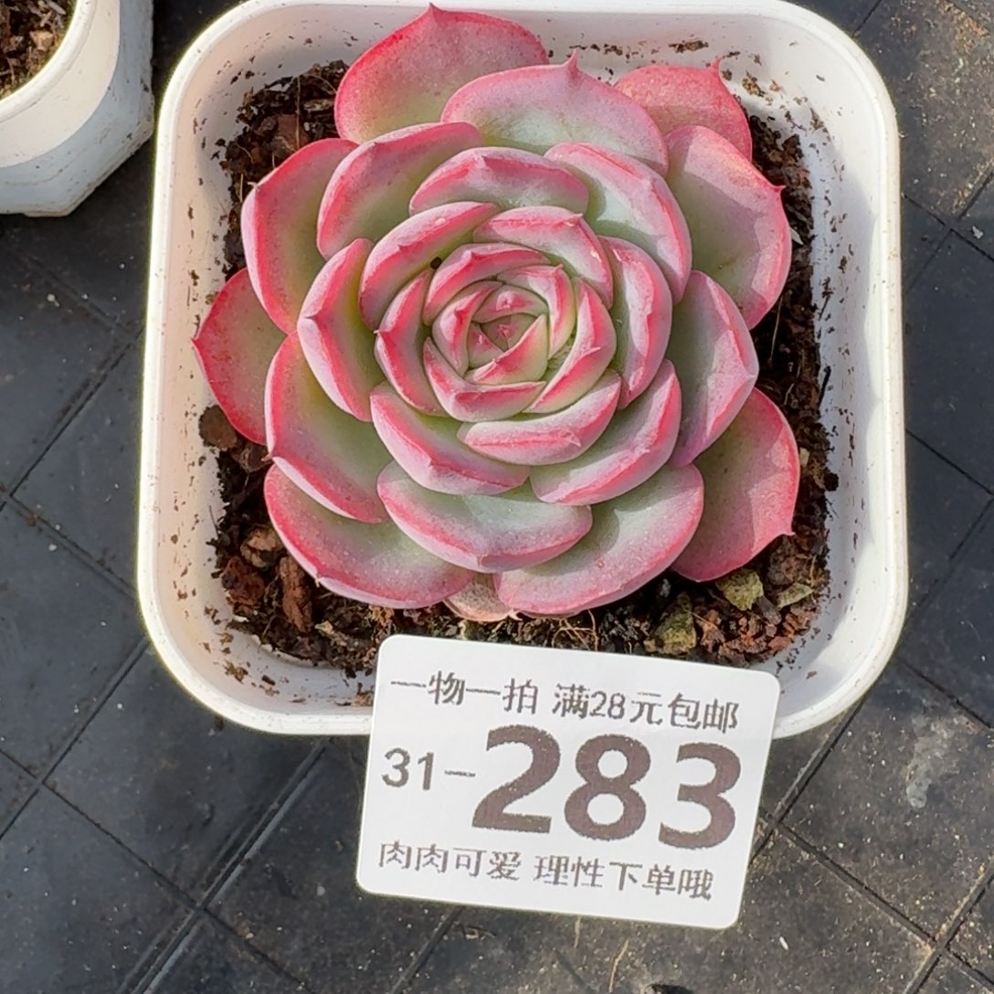 侧影无盆土发货无盆土发货无