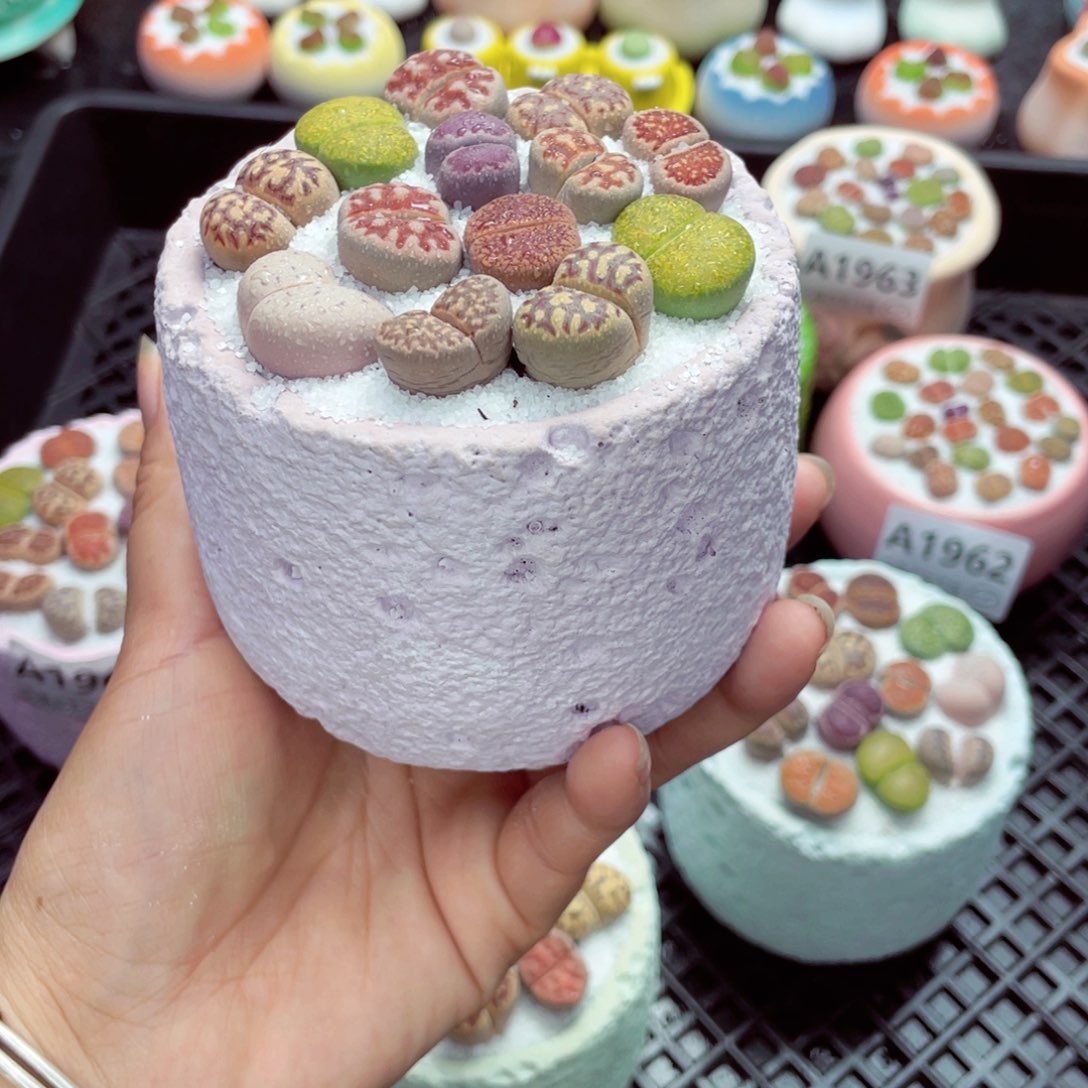 w1964 带盆土发货一物一拍