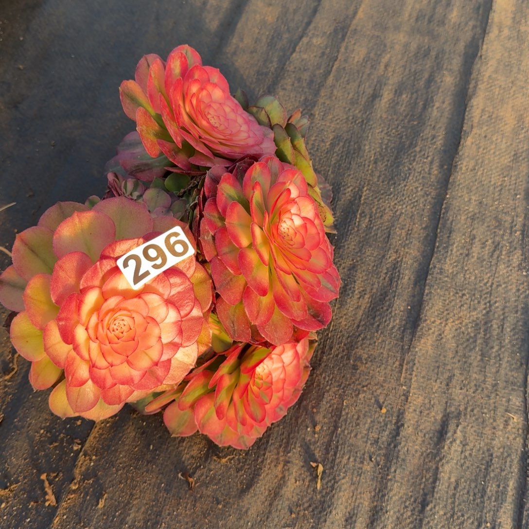 296多肉植物荔枝有砍特价