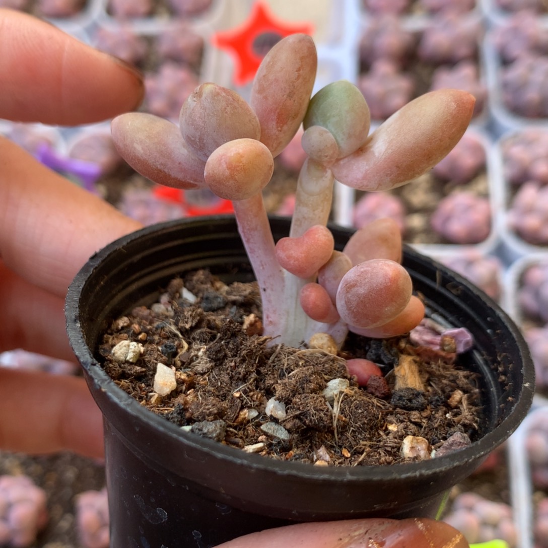 芒果奶 精品韩国奶酪多肉