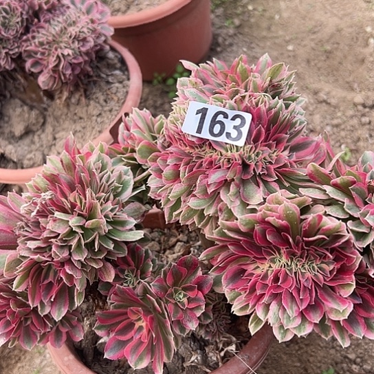 用***4多肉植物一个女巫163