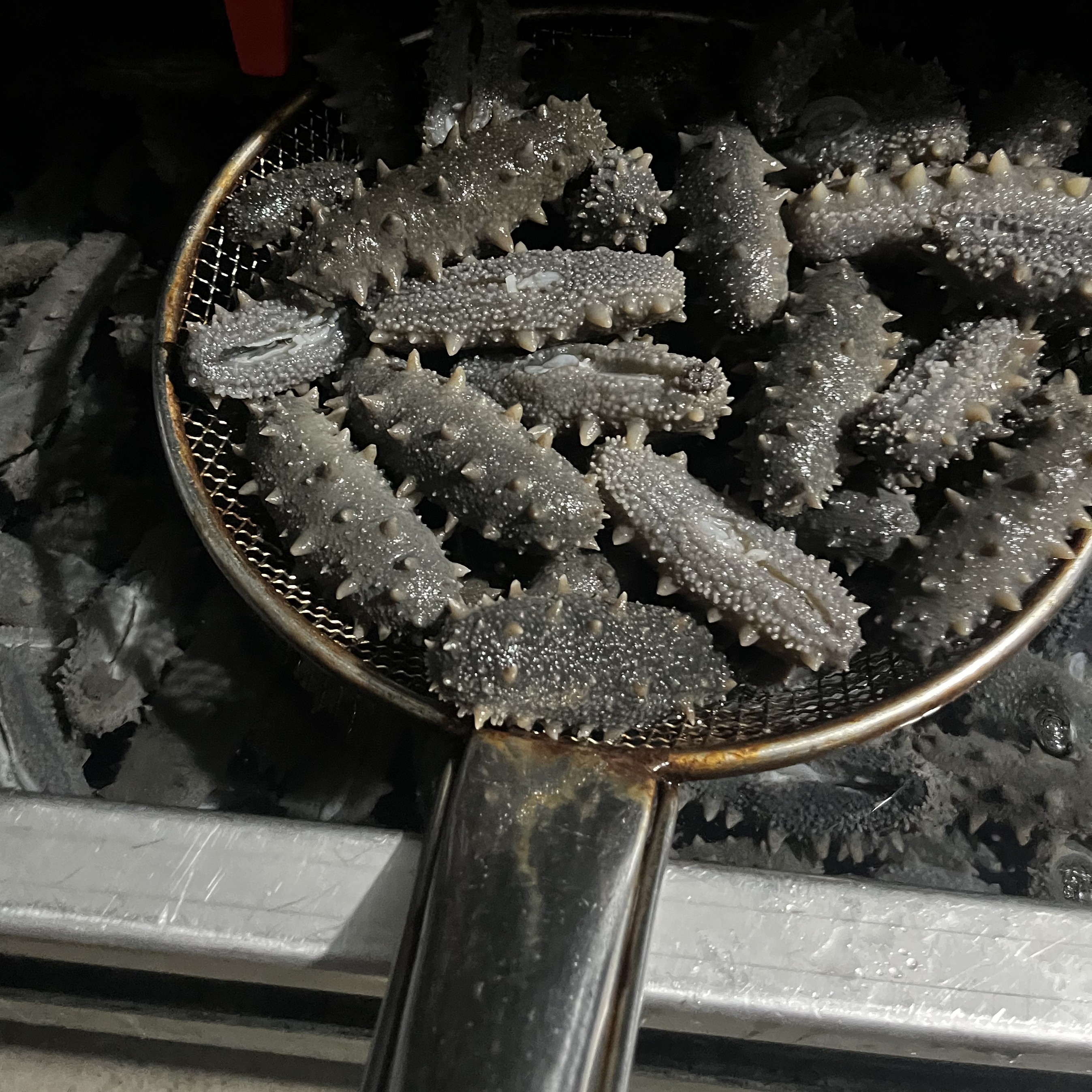 岛里水捞鲜食海参中秋滋补0添加不投喂海参熟化鲜冻空运