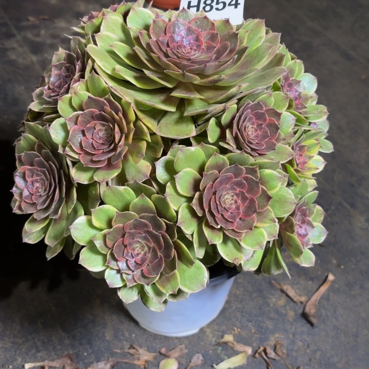 瑞妈，，，。。。854半夏，