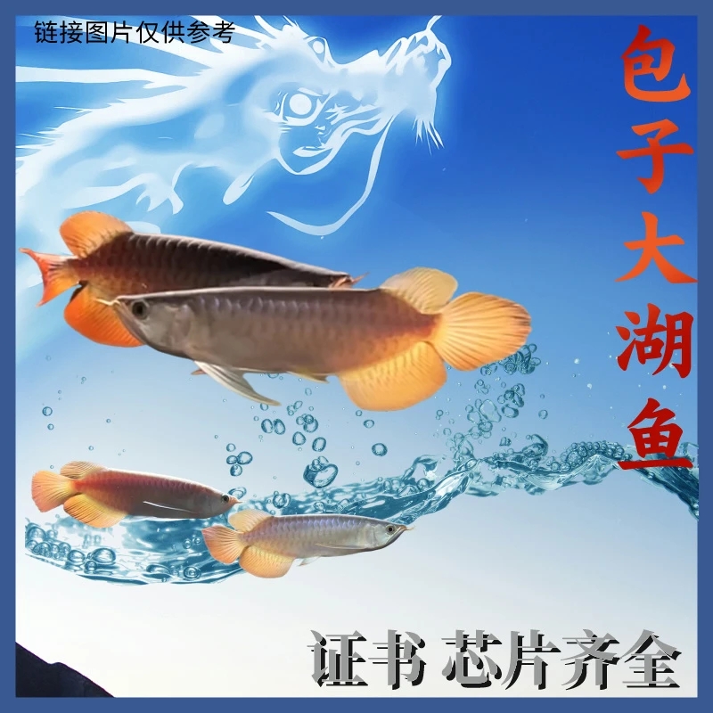 印尼大湖红龙鱼苗绿皮辣椒苗