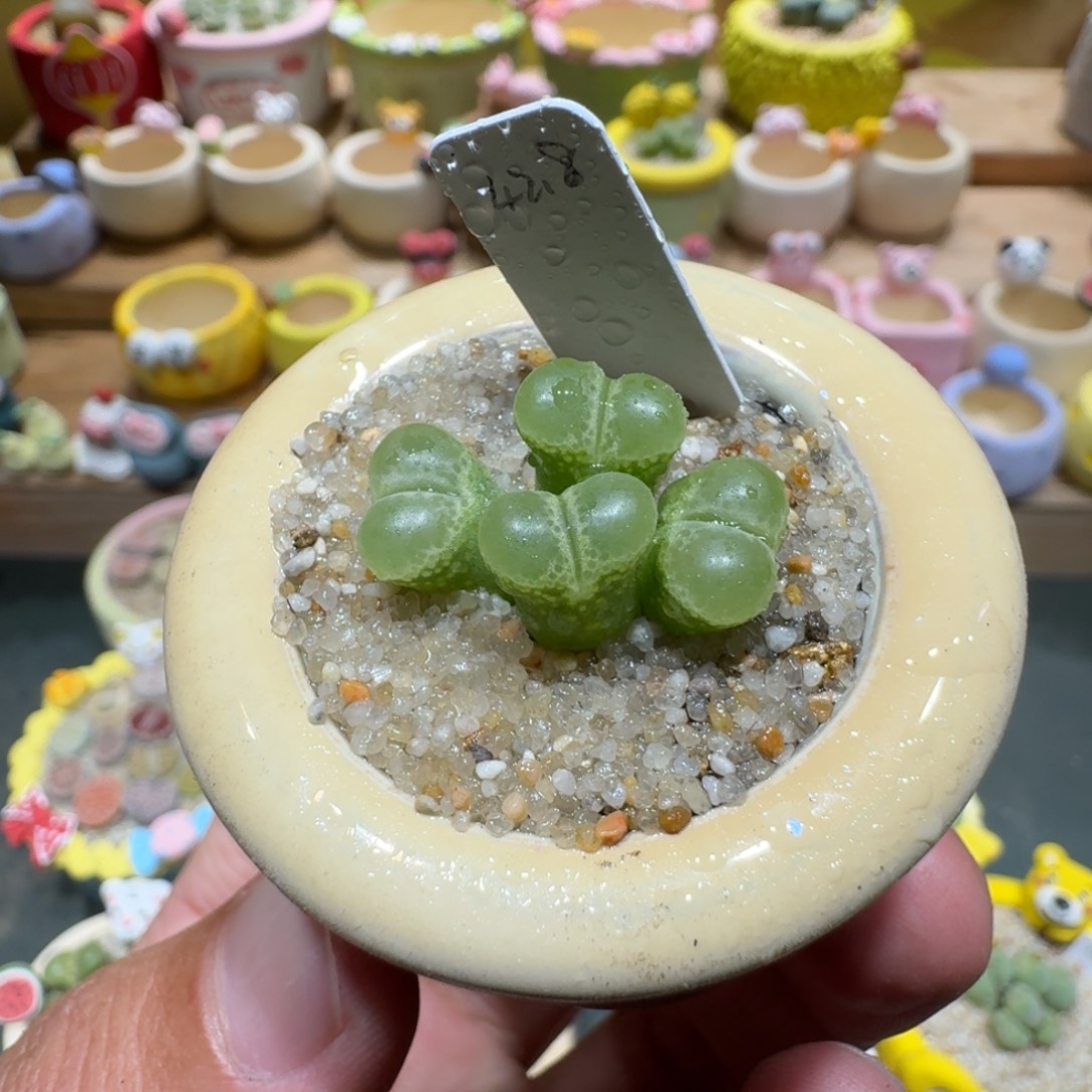 蘑菇1271绿眼睛风铃