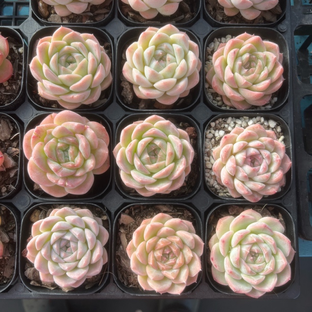 白桃汽水单头63杯旺财多肉