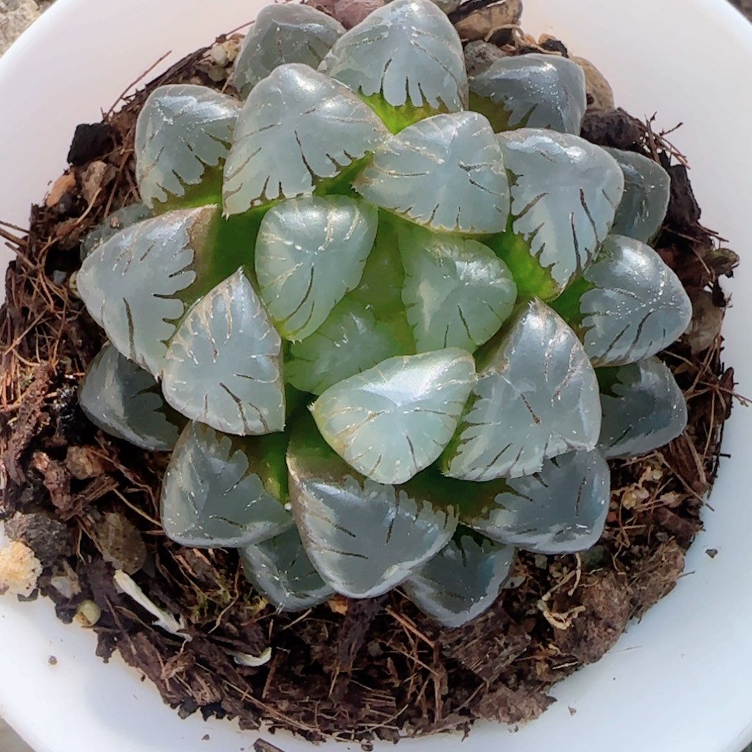 无花朵孔明灯单头