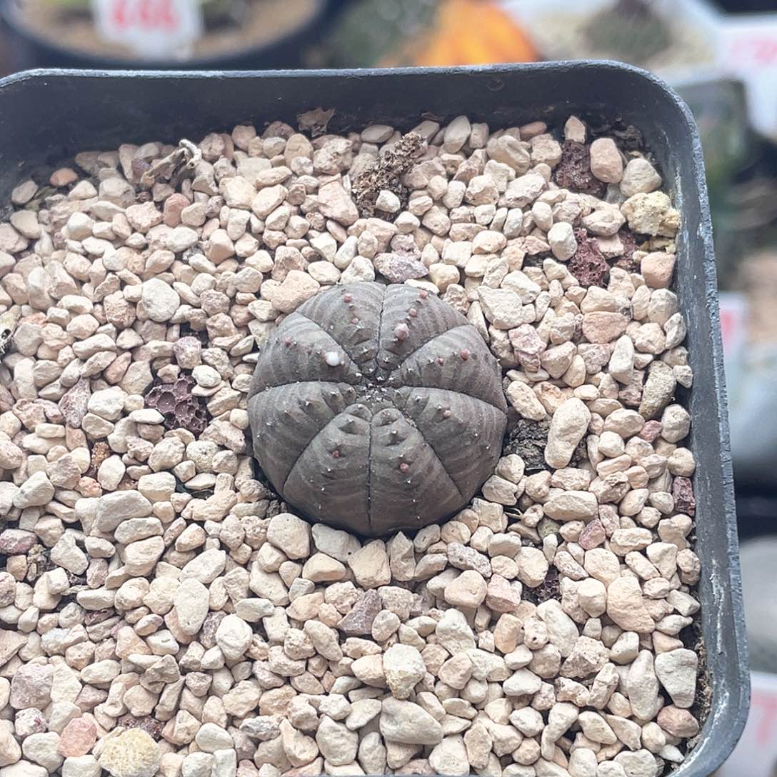 实生龟背欧系布纹球