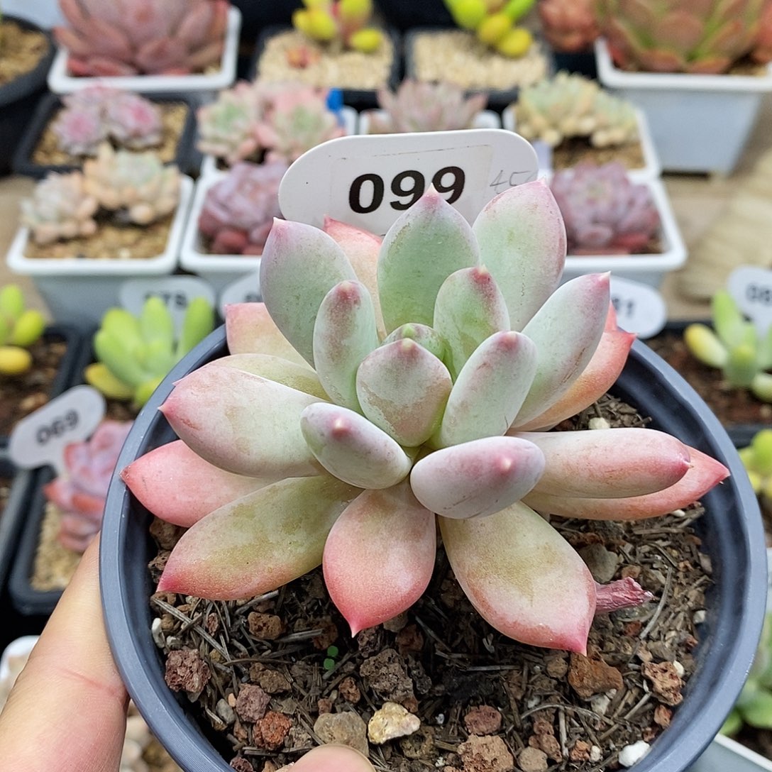 美人系列新品，45646494