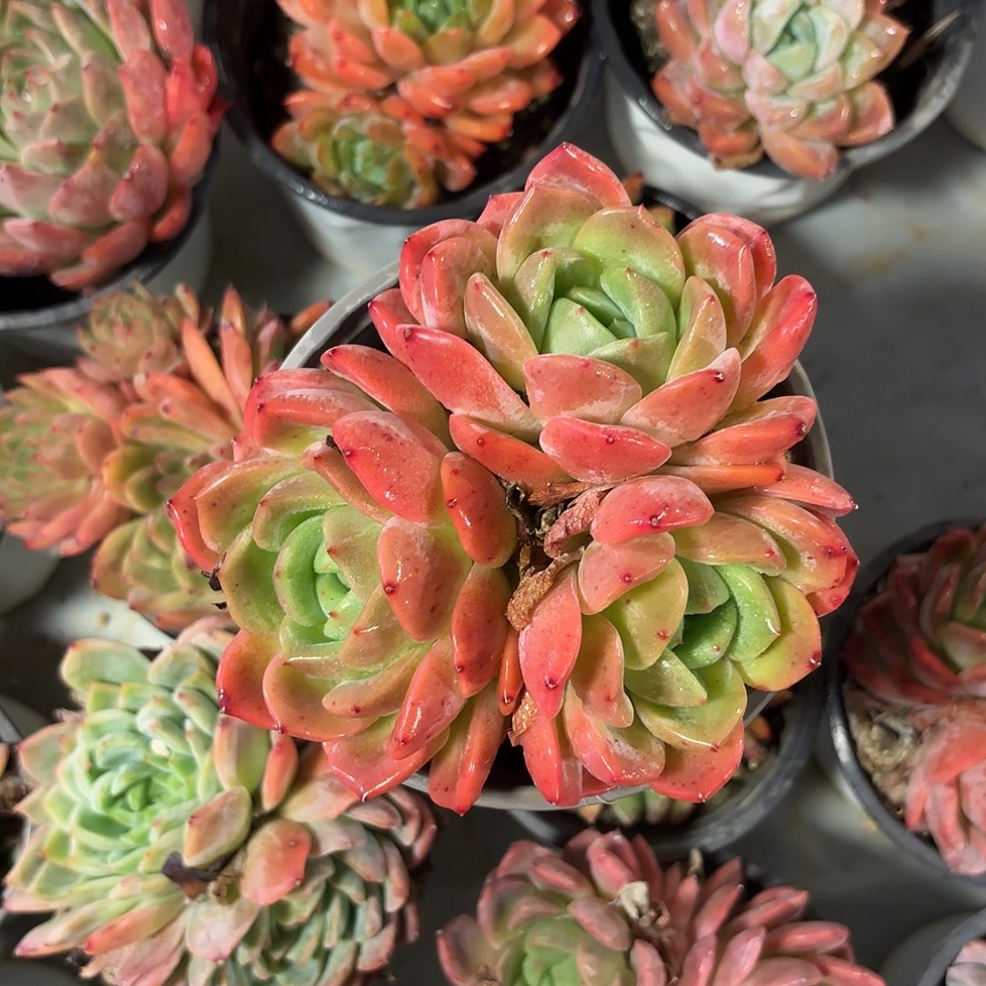 多肉植物啦啦啦啦啦