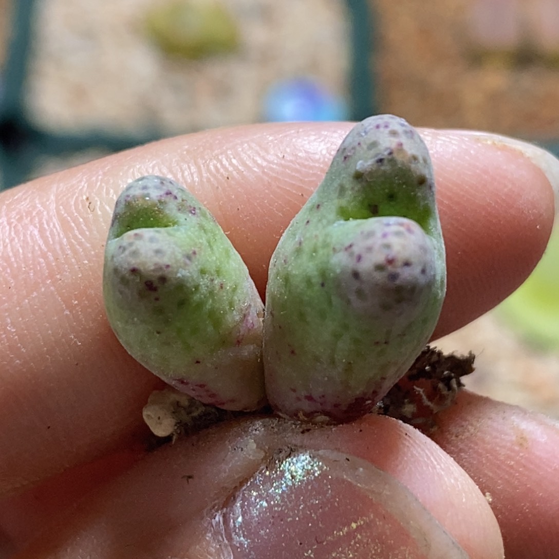 大型955d斑马好看好看好看