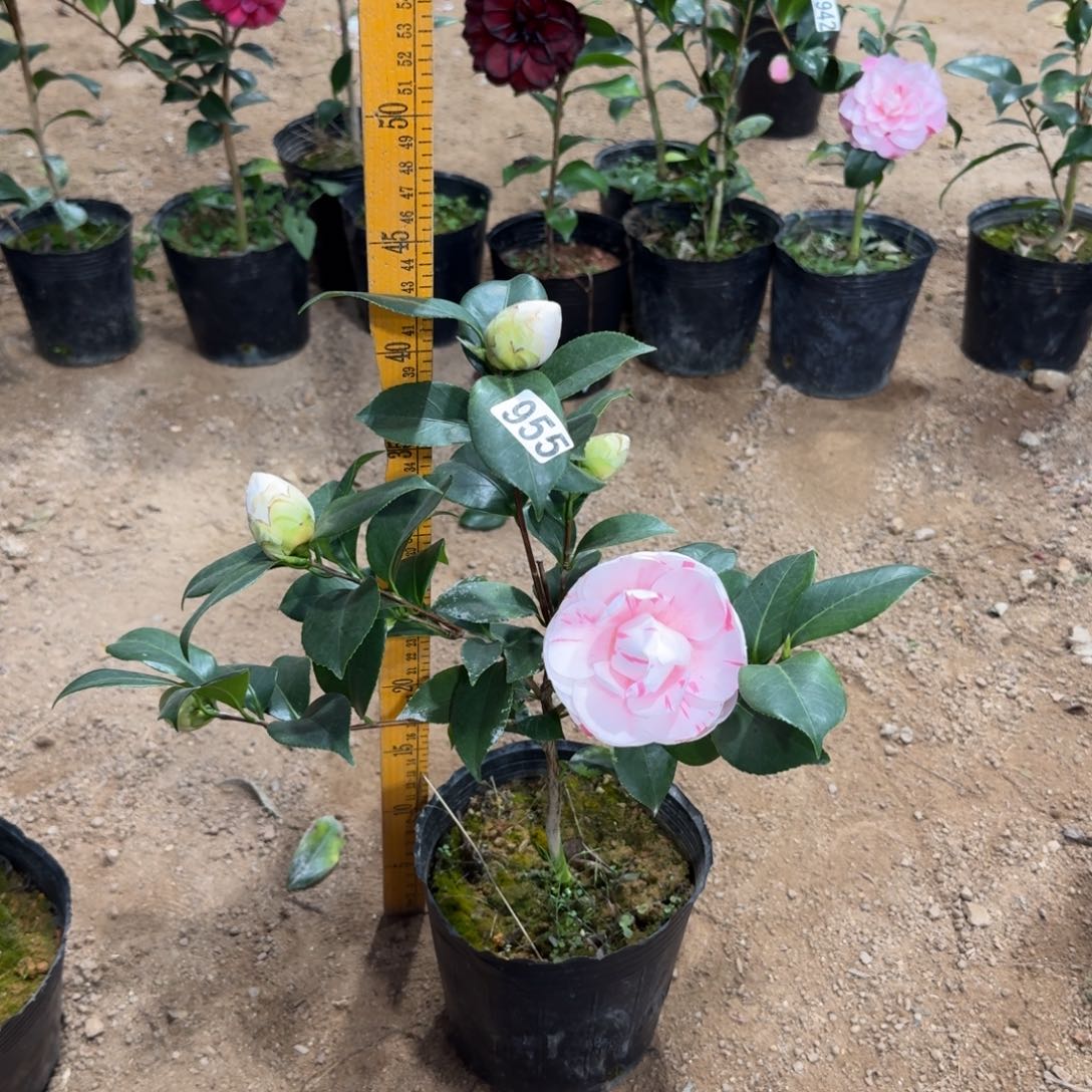 少量花朵（建议范围：2朵-5朵 或40%以下）955白乔伊