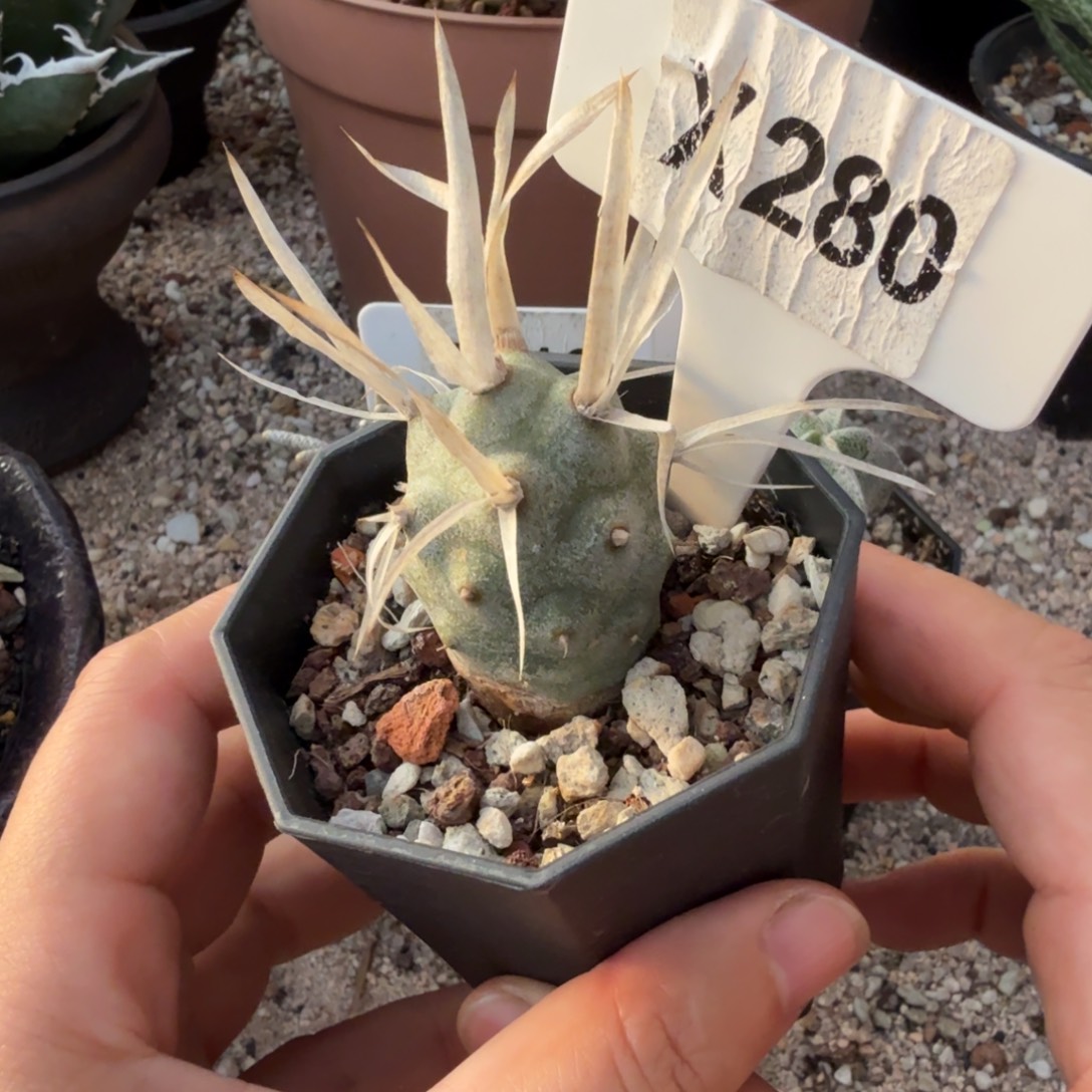 福利武藏野团扇带盆发