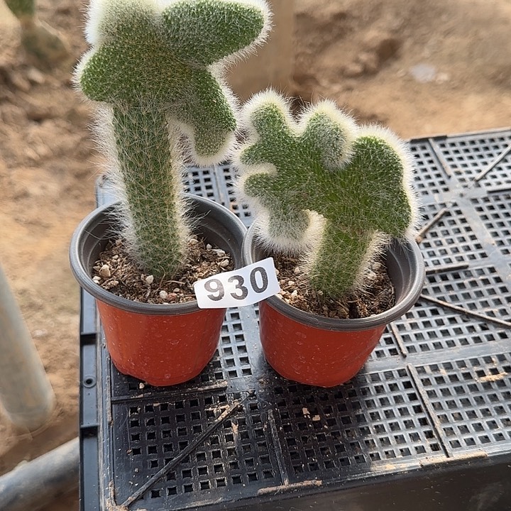 无花朵嫁接九尾狐缀930