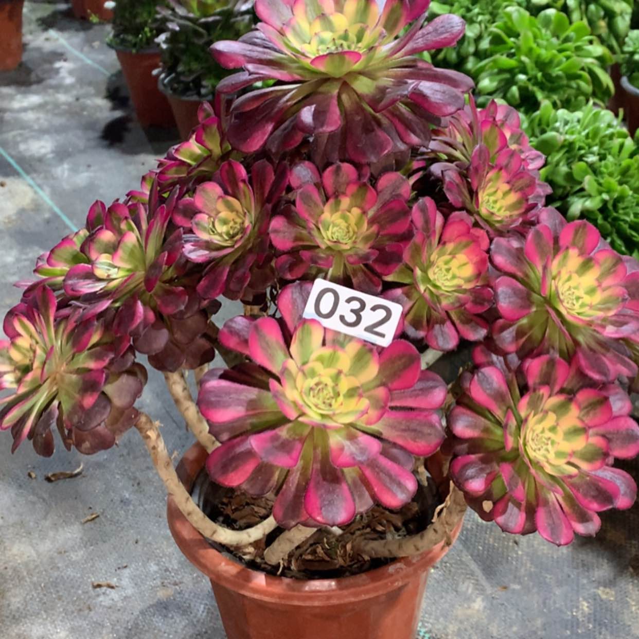 【闪购商品】32维纳斯