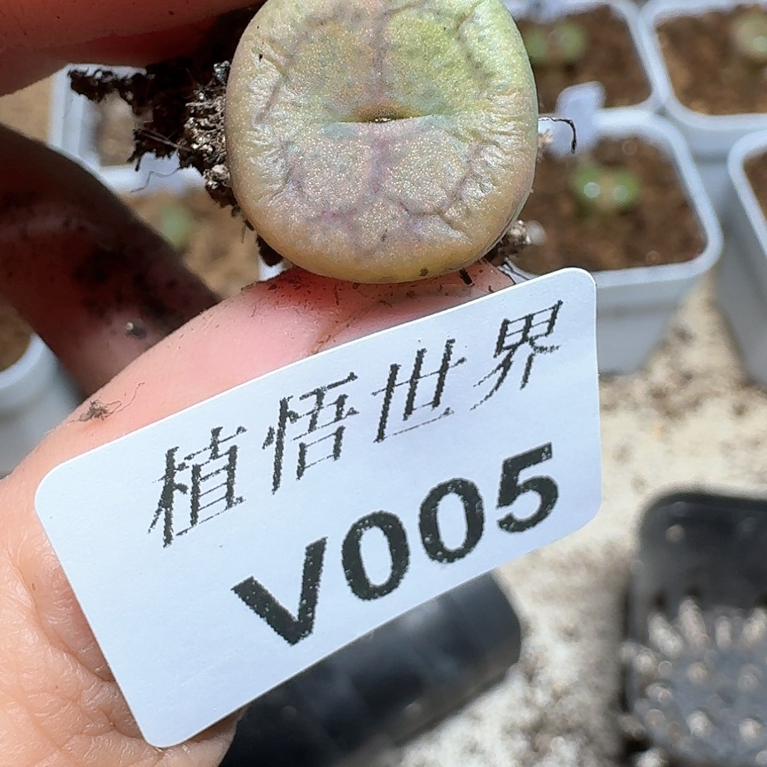 005盒多肉植物哇cv