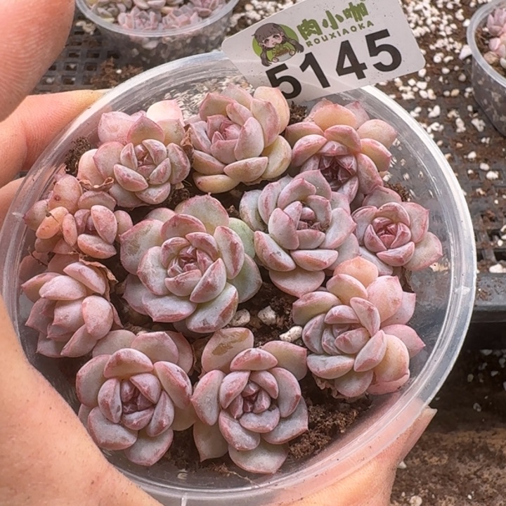 多肉植物多肉植物