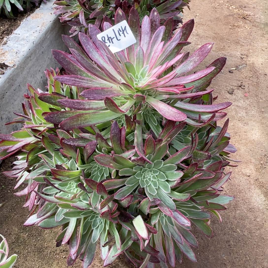 17-48水晶莲花变异手捧多肉