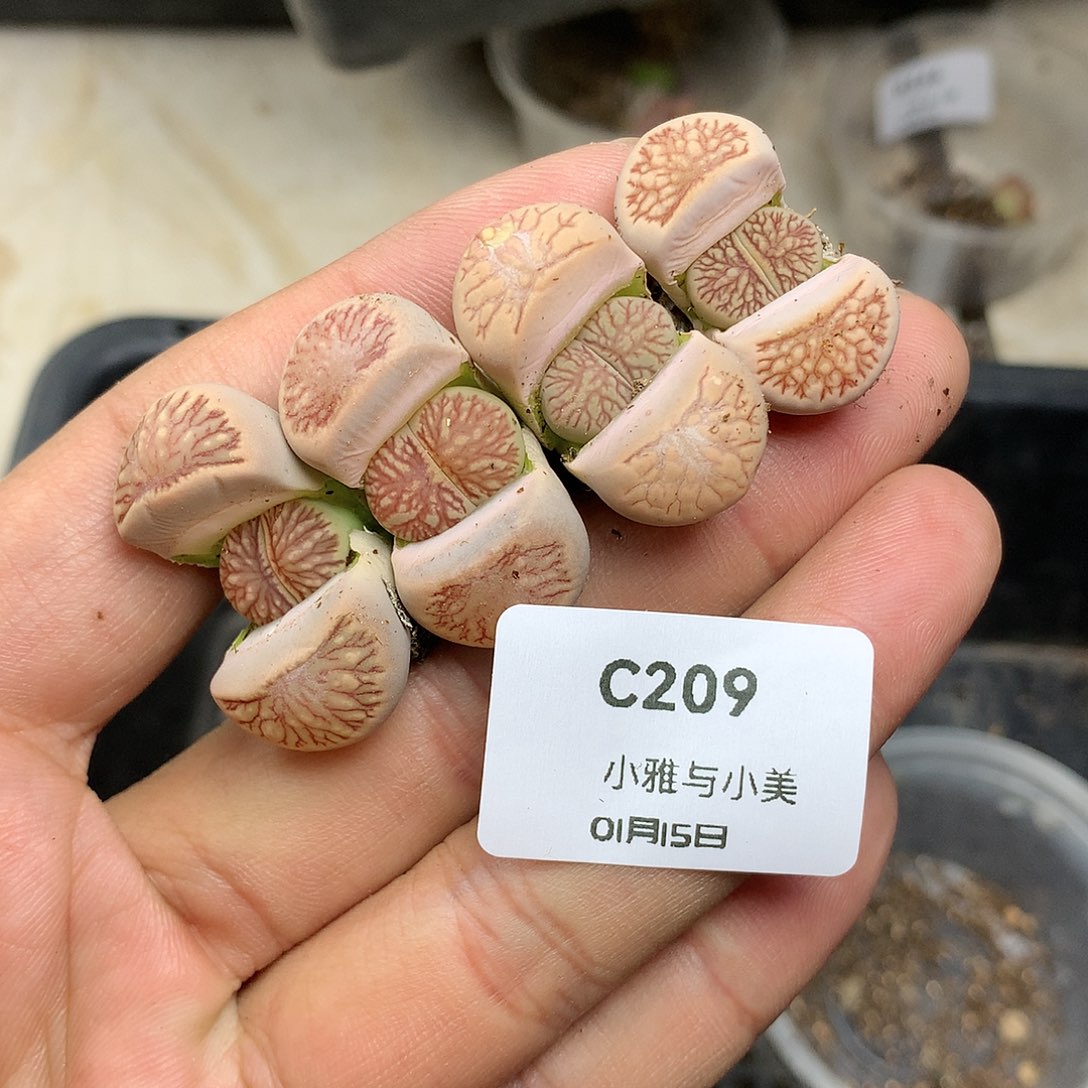 C209全部辐射纹连续菊多肉