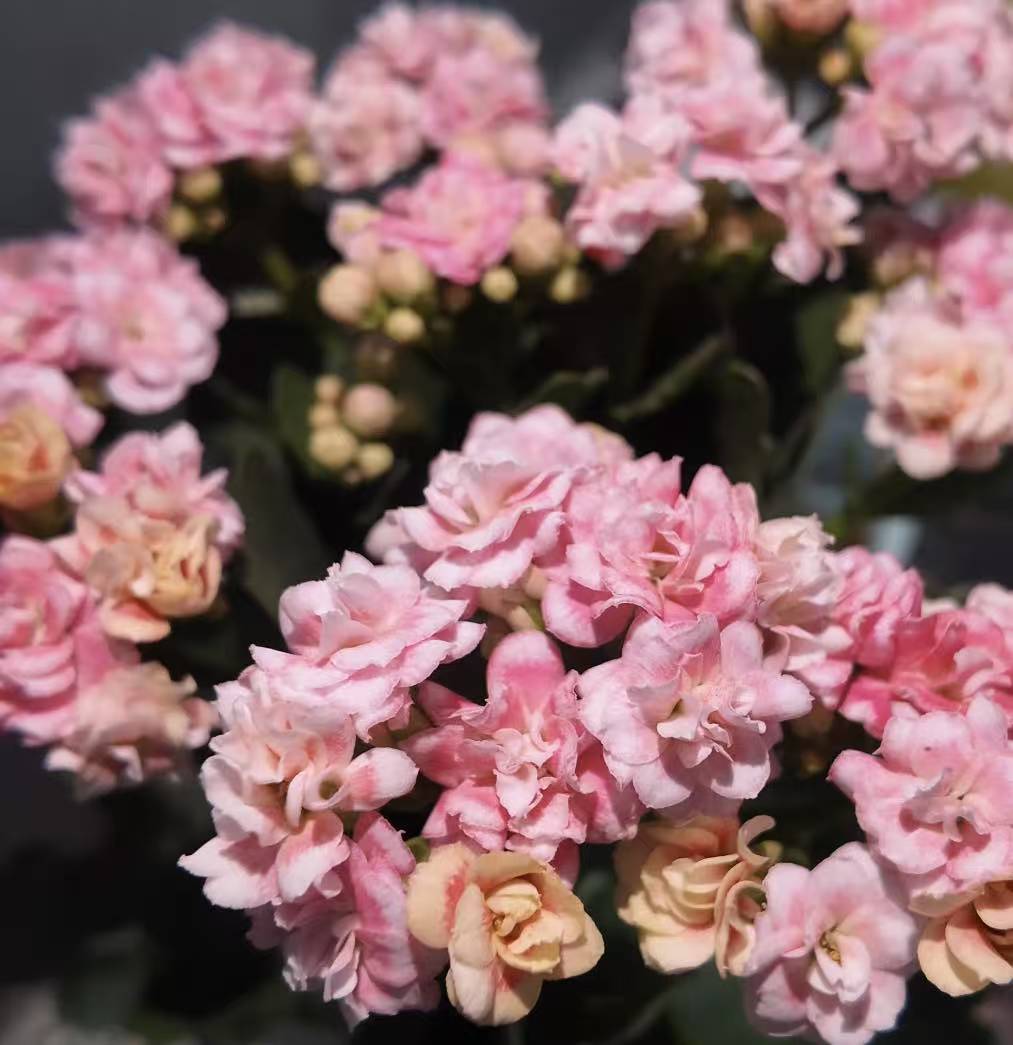 【漫卷流光】一代长寿花