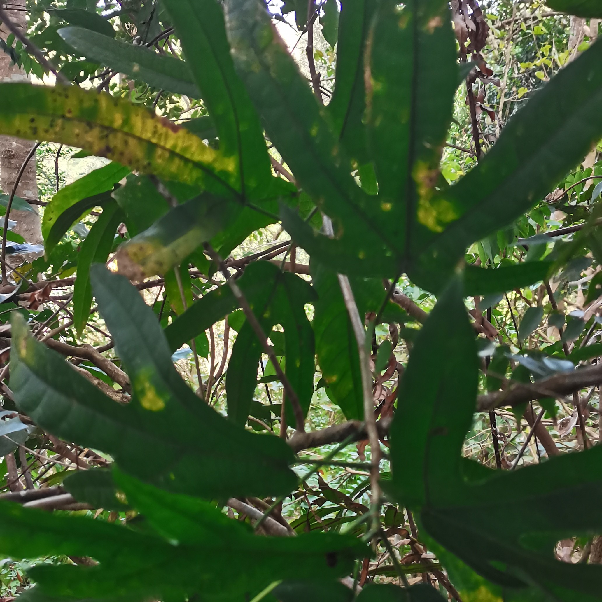 野生五指毛桃干货切段  煲汤泡酒佳品