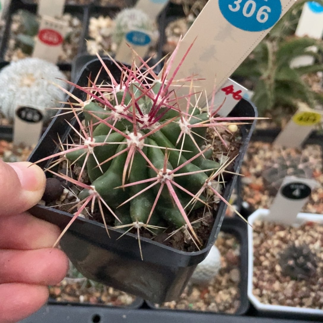 实生强刺球一颗仙人球