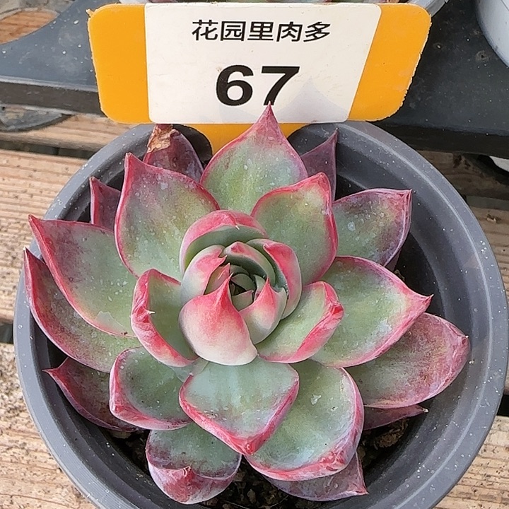 67 惊鸿仙子多肉植物6-9cm