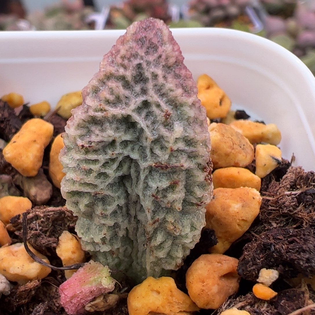 希诺大苗多肉植物水泡