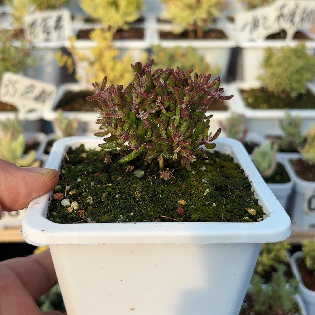 枝干番杏大棵直杆红麒麟