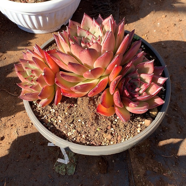 A***装美肉特价活动开始啦