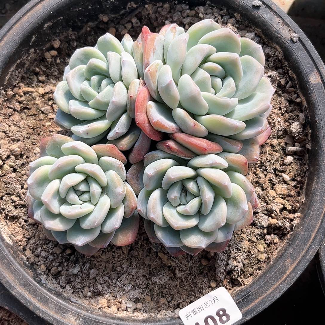 阿雅园艺。    108